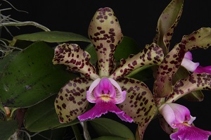 C. Peckhaviensis Rogue Orchids AM 81 pts.